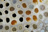 Polished, Fossil Coral Slab - Indonesia #109150-1